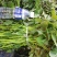 商薯19红薯苗民权县乾坤薯业