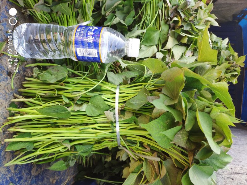 商薯19红薯苗民权县乾坤薯业