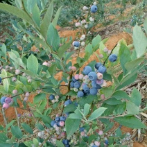 蓝莓