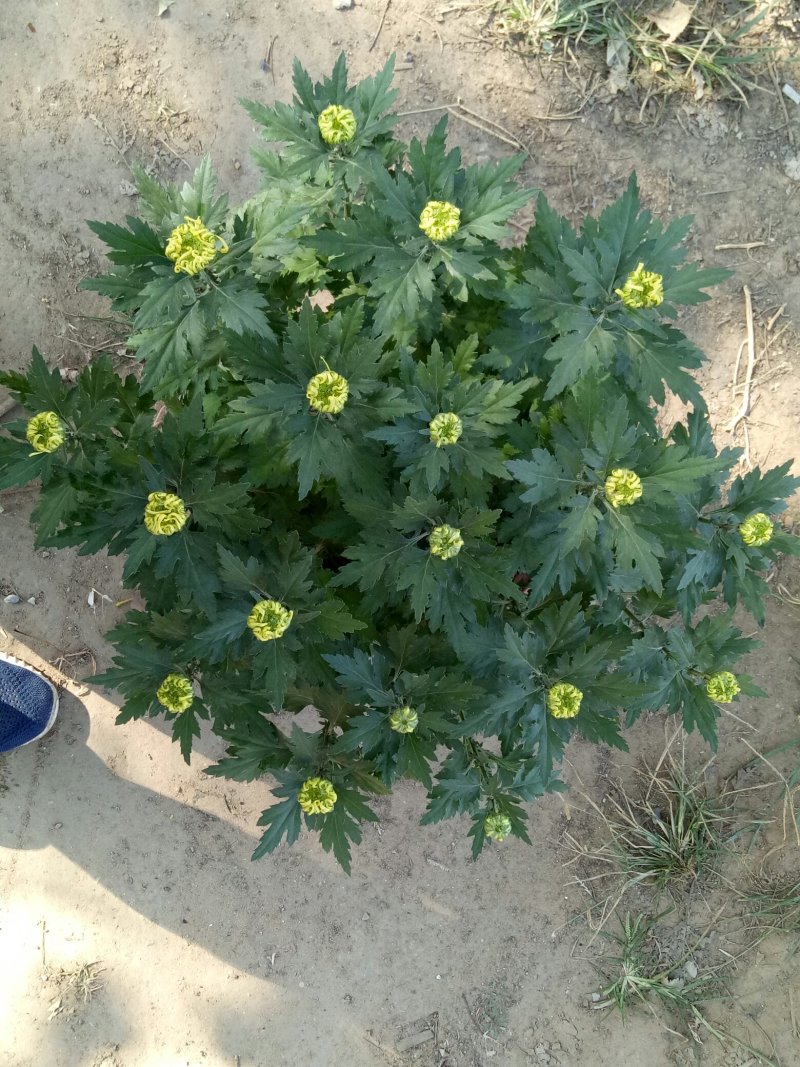 134开封6062菊花4320