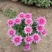 134开封6062菊花4320