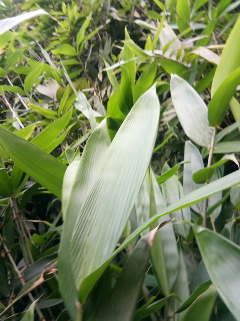 野生粽叶，箬竹叶。