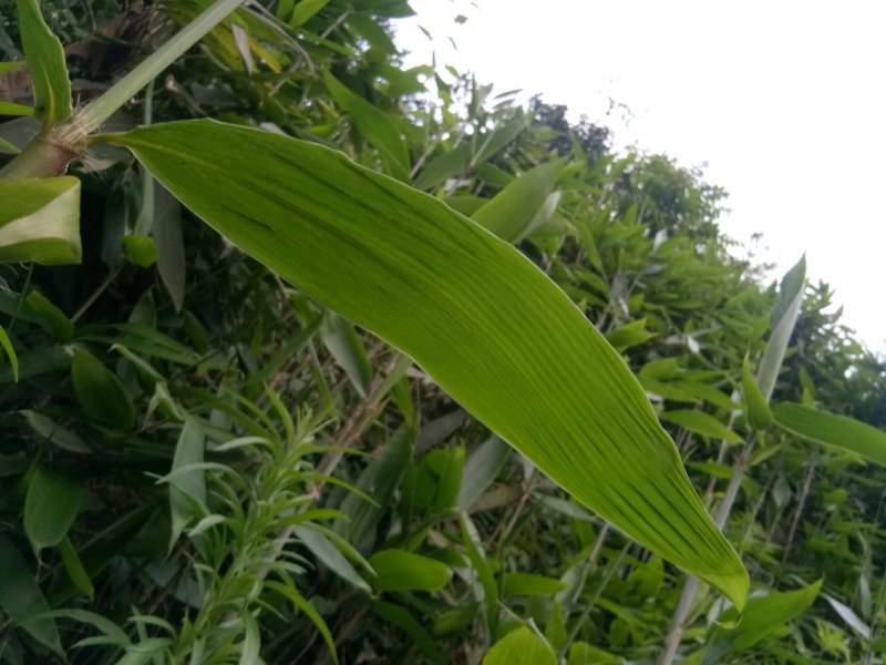 野生粽叶，箬竹叶。