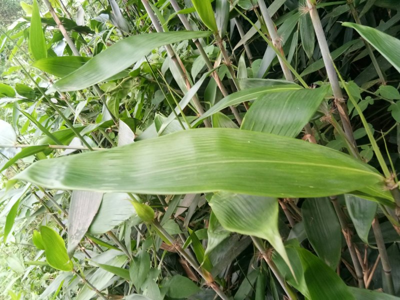 野生粽叶，箬竹叶。