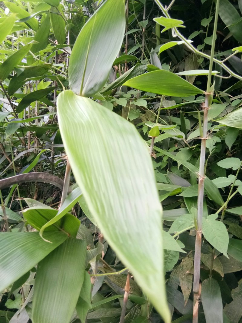 野生粽叶，箬竹叶。