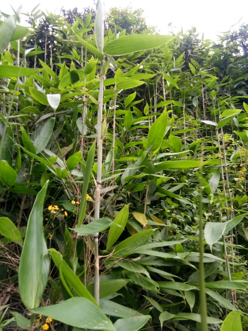 野生粽叶，箬竹叶。