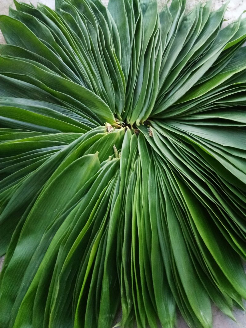 野生粽叶，箬竹叶。