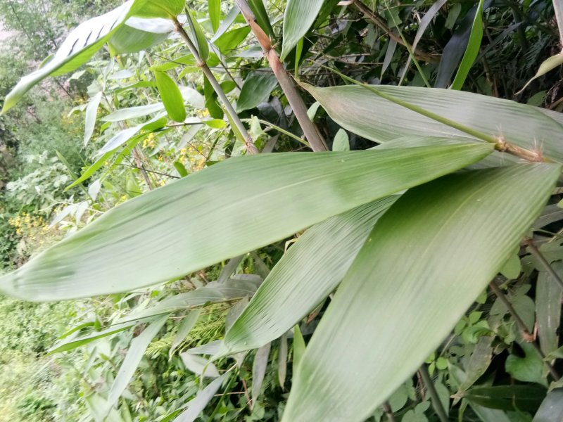 野生粽叶，箬竹叶。