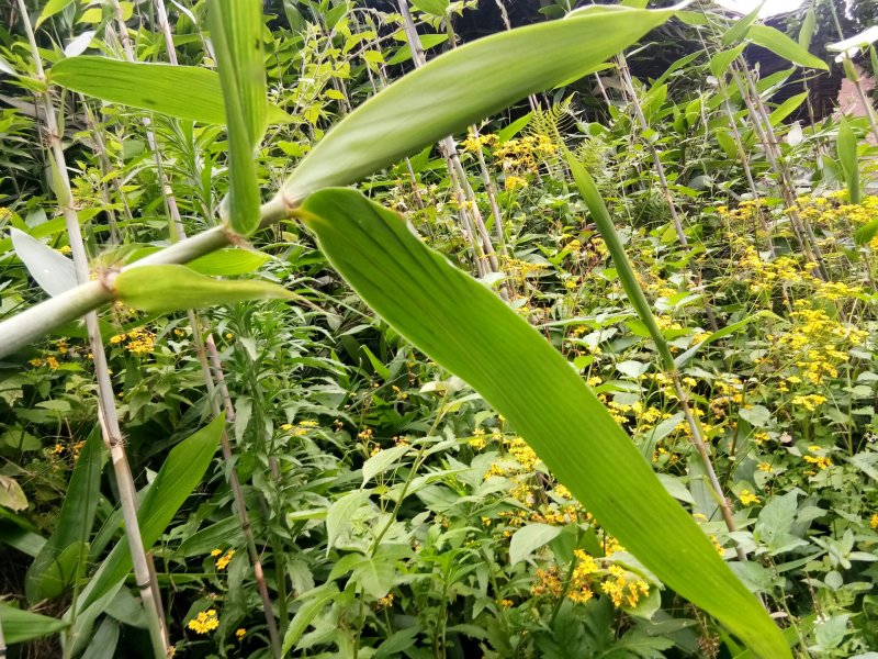 野生粽叶，箬竹叶。