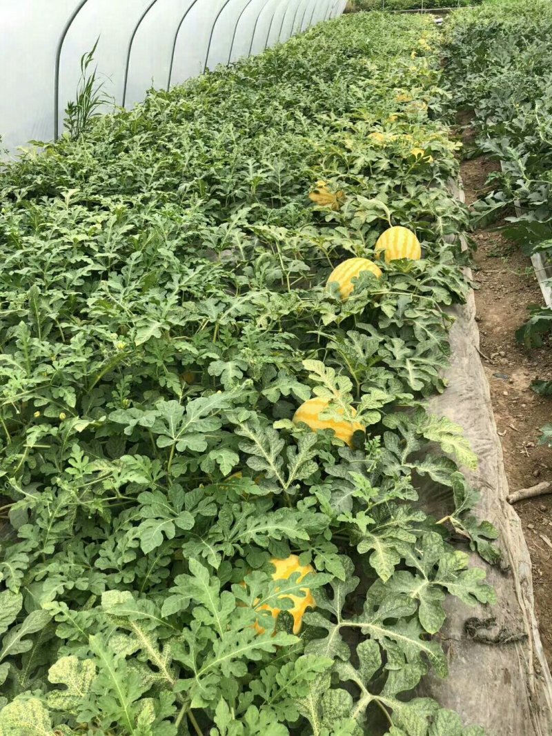 礼品西瓜🍉，黄皮冰淇淋，L600小西瓜，
