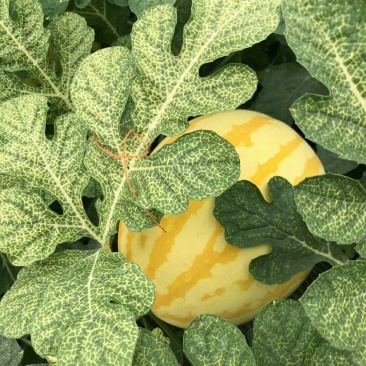 礼品西瓜🍉，黄皮冰淇淋，L600小西瓜，