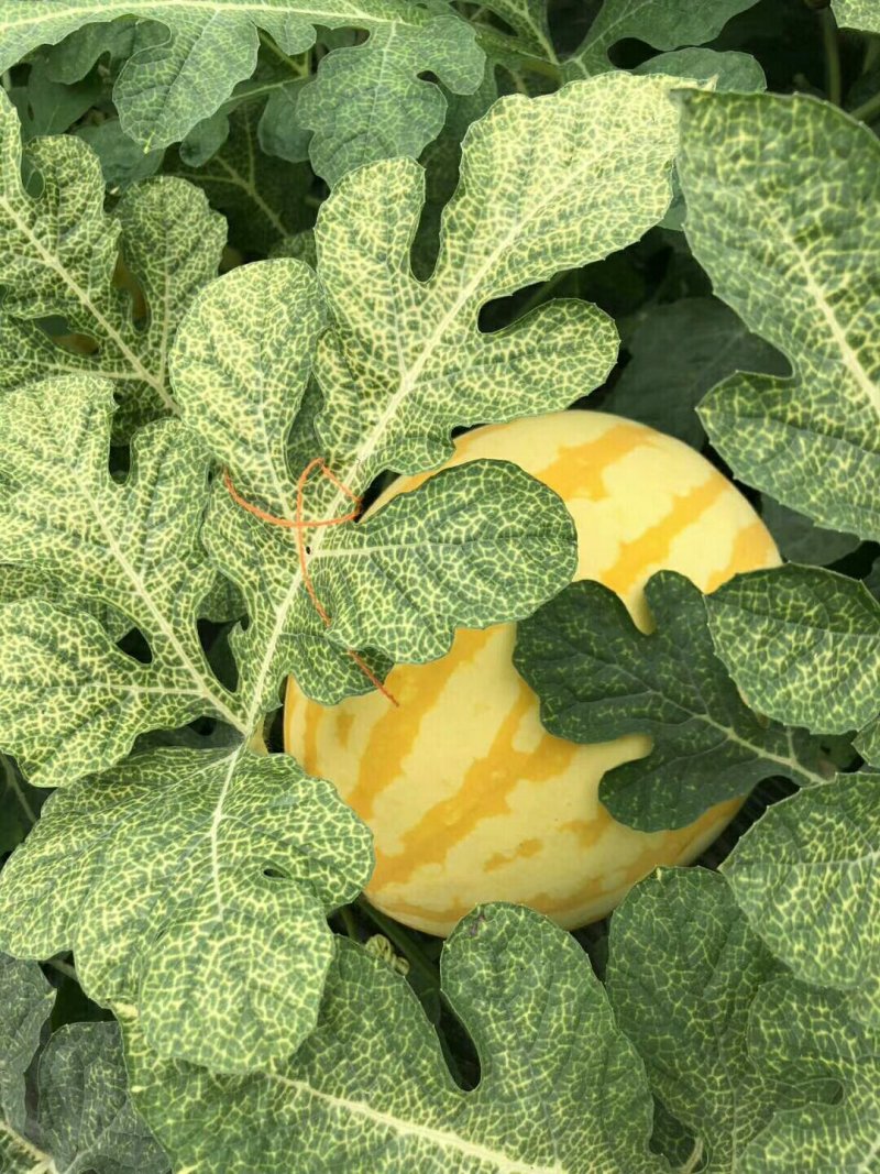 礼品西瓜🍉，黄皮冰淇淋，L600小西瓜，