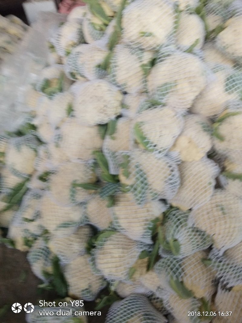 有机花菜，莘县万亩菜花基地，欢迎全国客商实地考察选购。