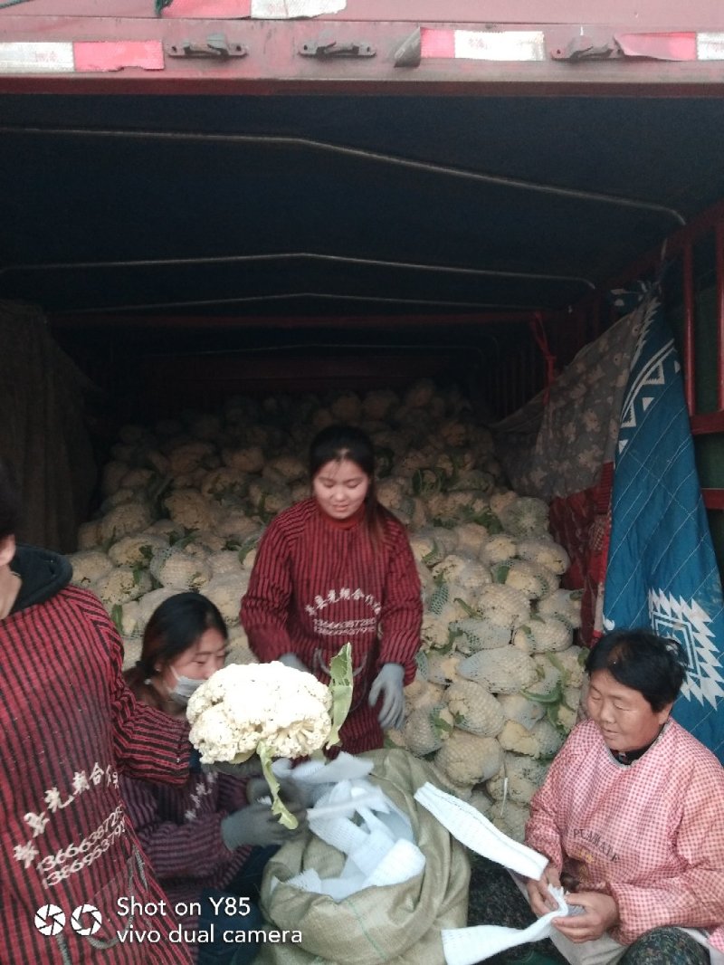 有机花菜，莘县万亩菜花基地，欢迎全国客商实地考察选购。
