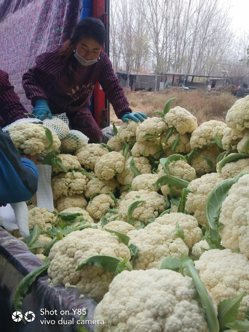 有机花菜，莘县万亩菜花基地，欢迎全国客商实地考察选购。