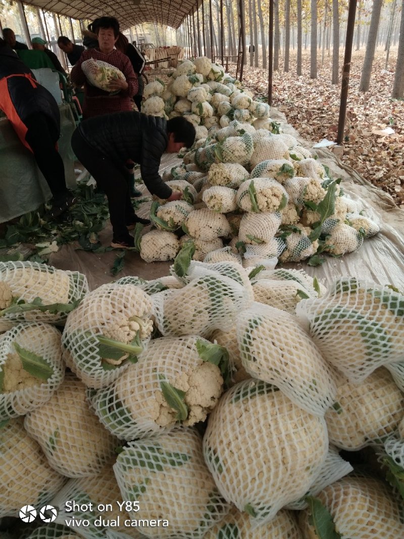 有机花菜，莘县万亩菜花基地，欢迎全国客商实地考察选购。