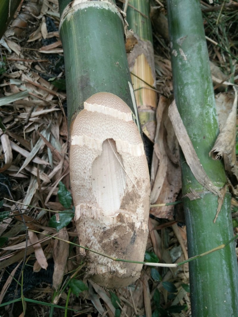 排山竹，篙竹，搭棚，蔬菜大棚，7米以上，8米以上需要订购
