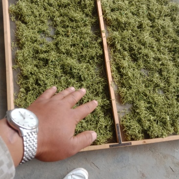 供应金银花，欢迎来骚扰