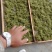 供应金银花，欢迎来骚扰