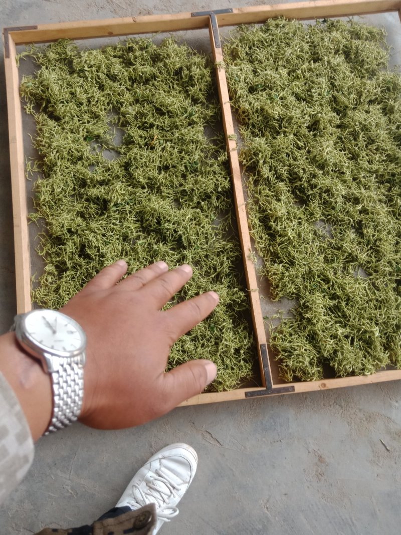 供应金银花，欢迎来骚扰
