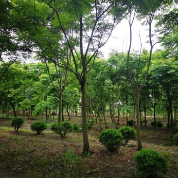 浙江宁波产地栾树
