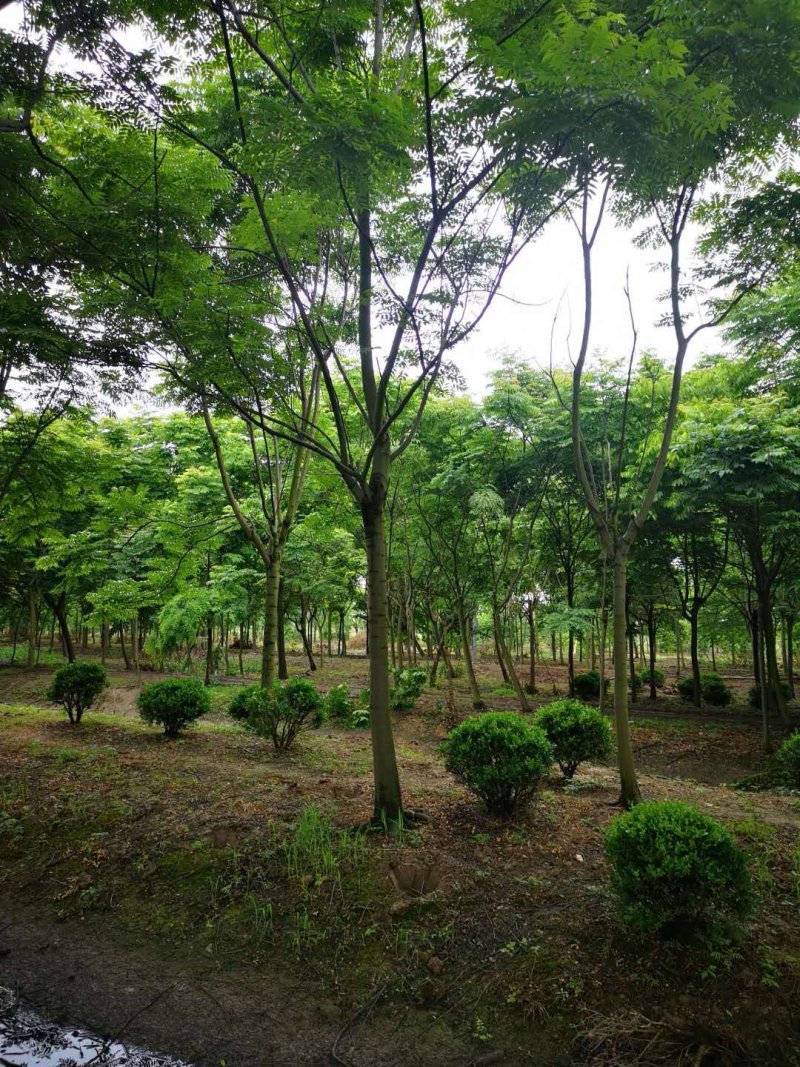 浙江宁波产地栾树