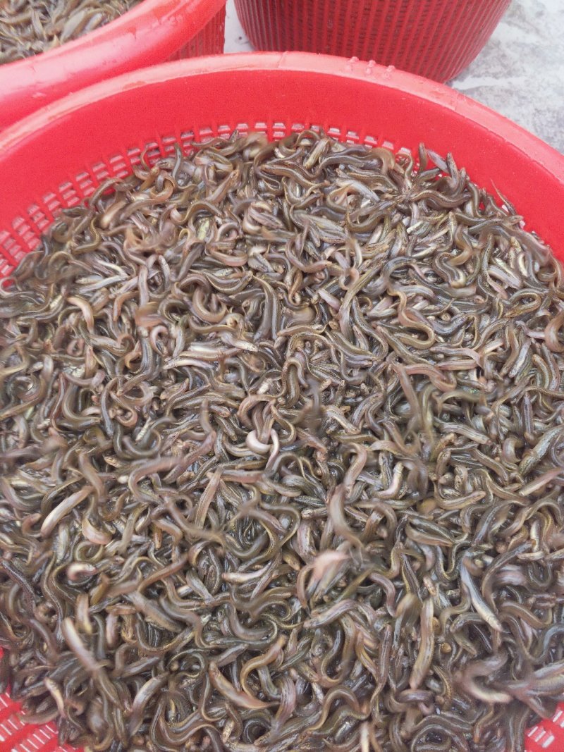 台湾泥鳅苗（包邮）（大小规格发货）