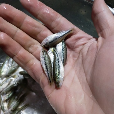 加洲鲈鱼苗(驯料大小规格专业发货)