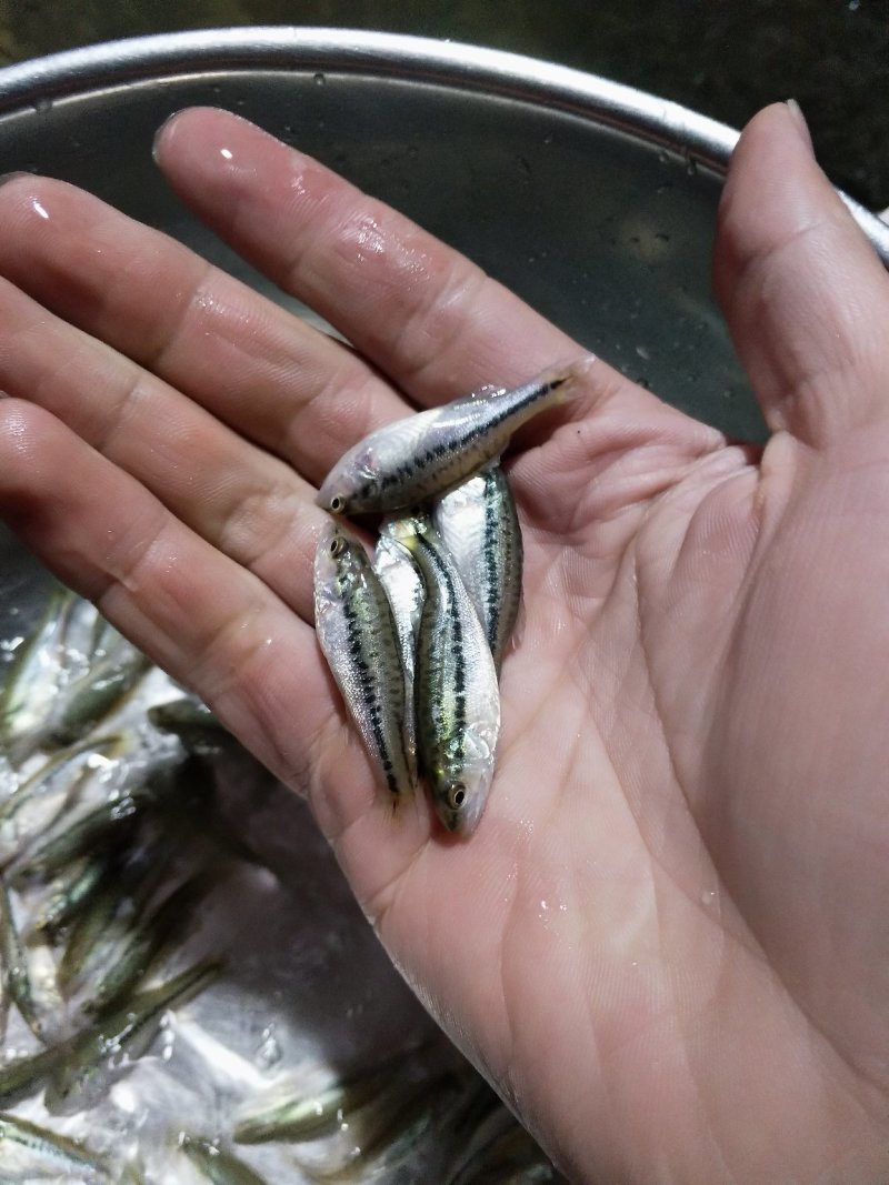 加洲鲈鱼苗（驯料大小规格专业发货）