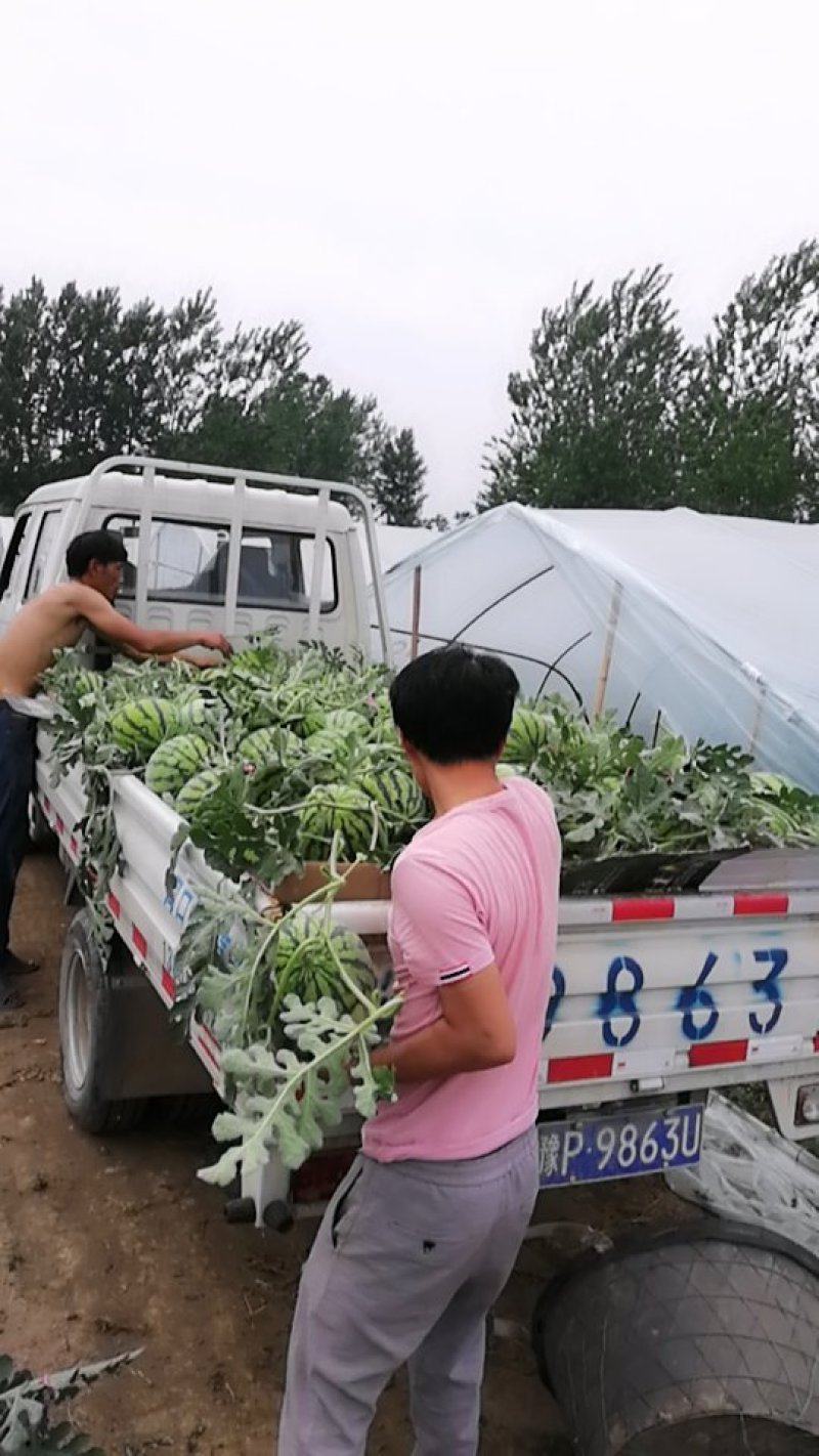 8424西瓜，美都，大量批发，7斤打底，8成熟