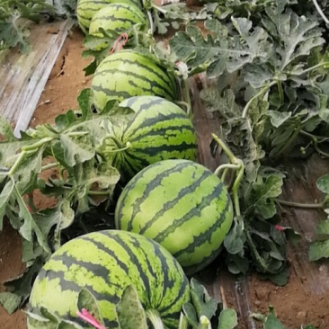 8424西瓜，美都，大量批发，7斤打底，8成熟