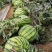 8424西瓜，美都，大量批发，7斤打底，8成熟