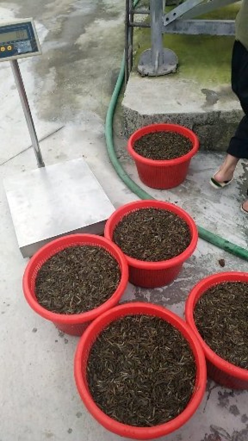 台湾泥鳅苗（包邮）（大小规格发货）