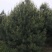 兰田白皮松精品苗基地供应