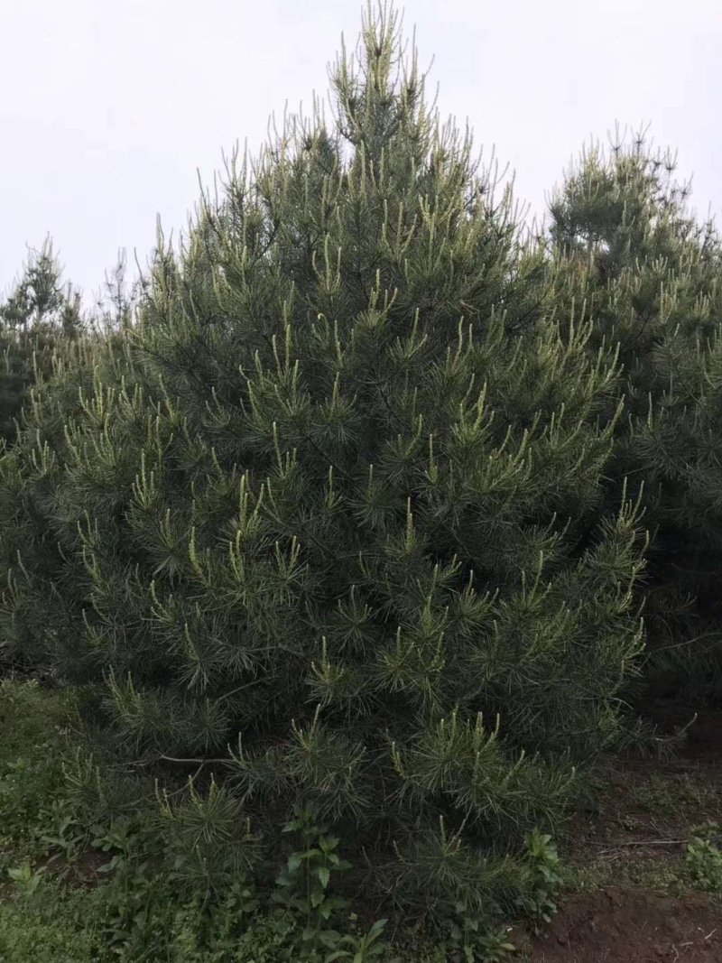 兰田白皮松精品苗基地供应