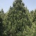 兰田白皮松精品苗基地供应