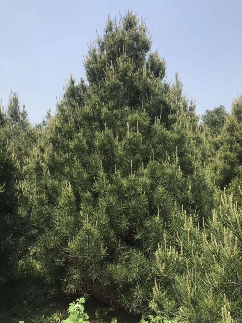 兰田白皮松精品苗基地供应