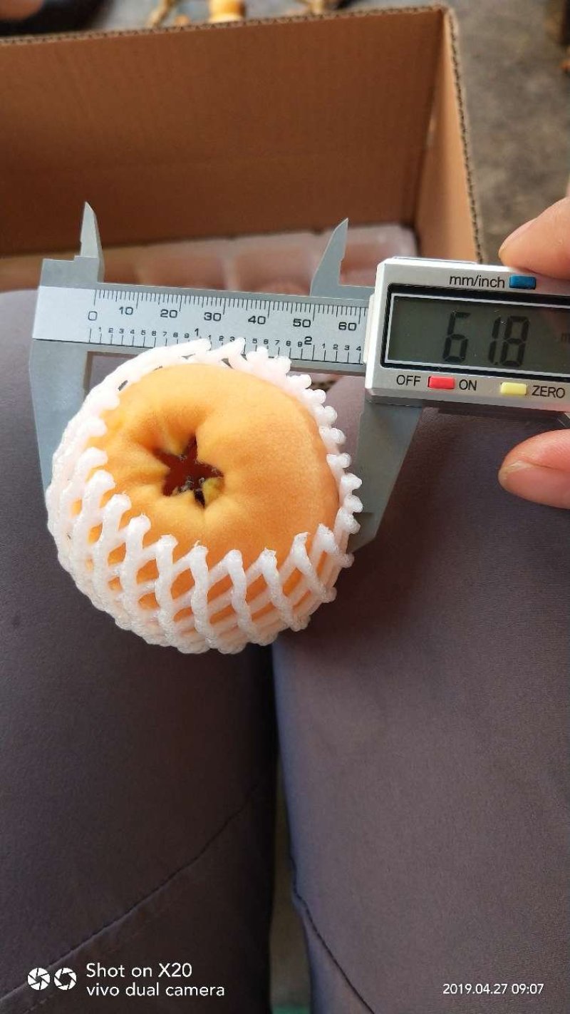 汉源五星大枇杷