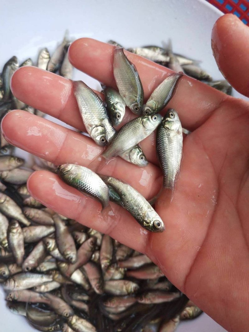 鲫鱼苗中科五号异育银鲫丰产鲫彭泽鲫方正银鲫