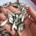 鲫鱼苗中科五号异育银鲫丰产鲫彭泽鲫方正银鲫
