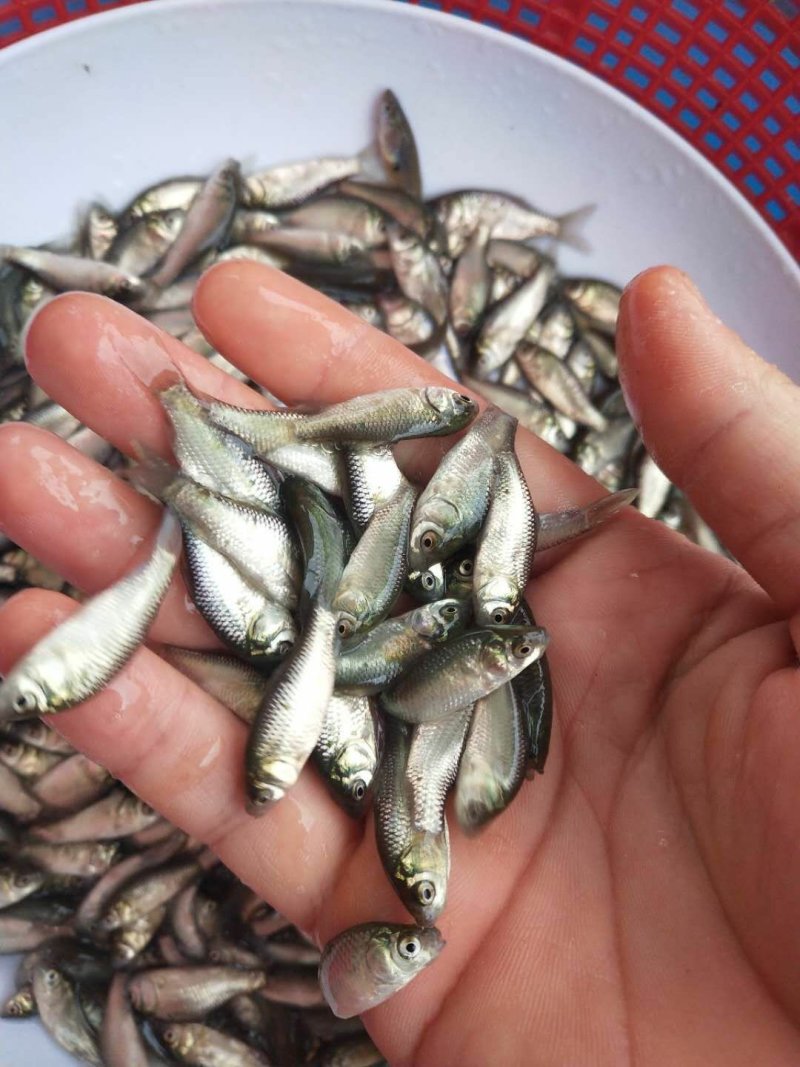 鲫鱼苗中科五号异育银鲫丰产鲫彭泽鲫方正银鲫