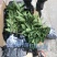 樱桃苗玛瑙红、黑珍珠樱桃苗，根系发达成活率高。