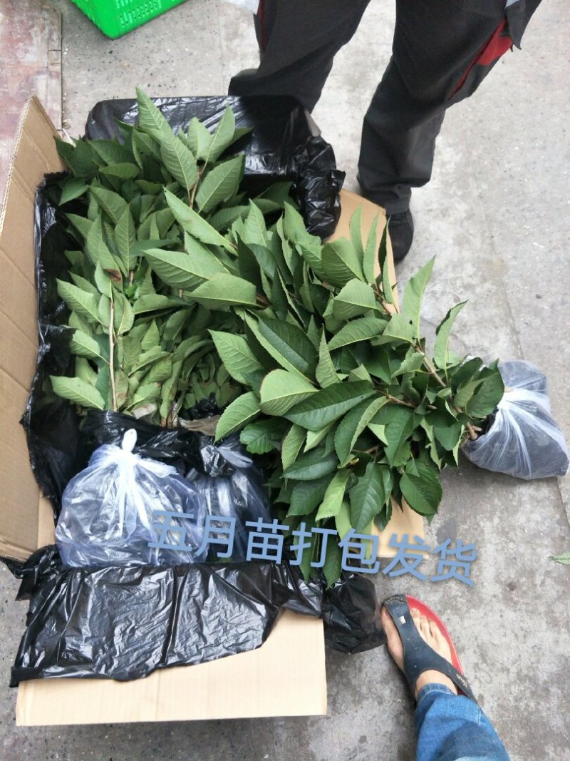 樱桃苗玛瑙红、黑珍珠樱桃苗，根系发达成活率高。