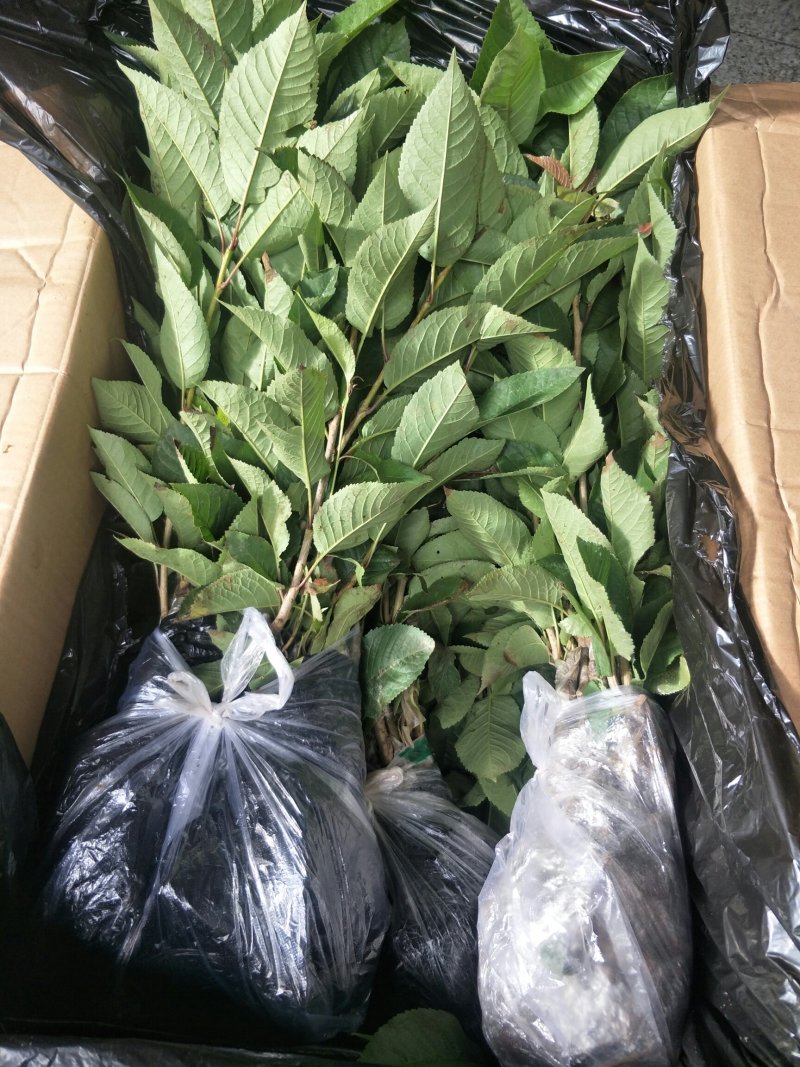 樱桃苗玛瑙红、黑珍珠樱桃苗，根系发达成活率高。
