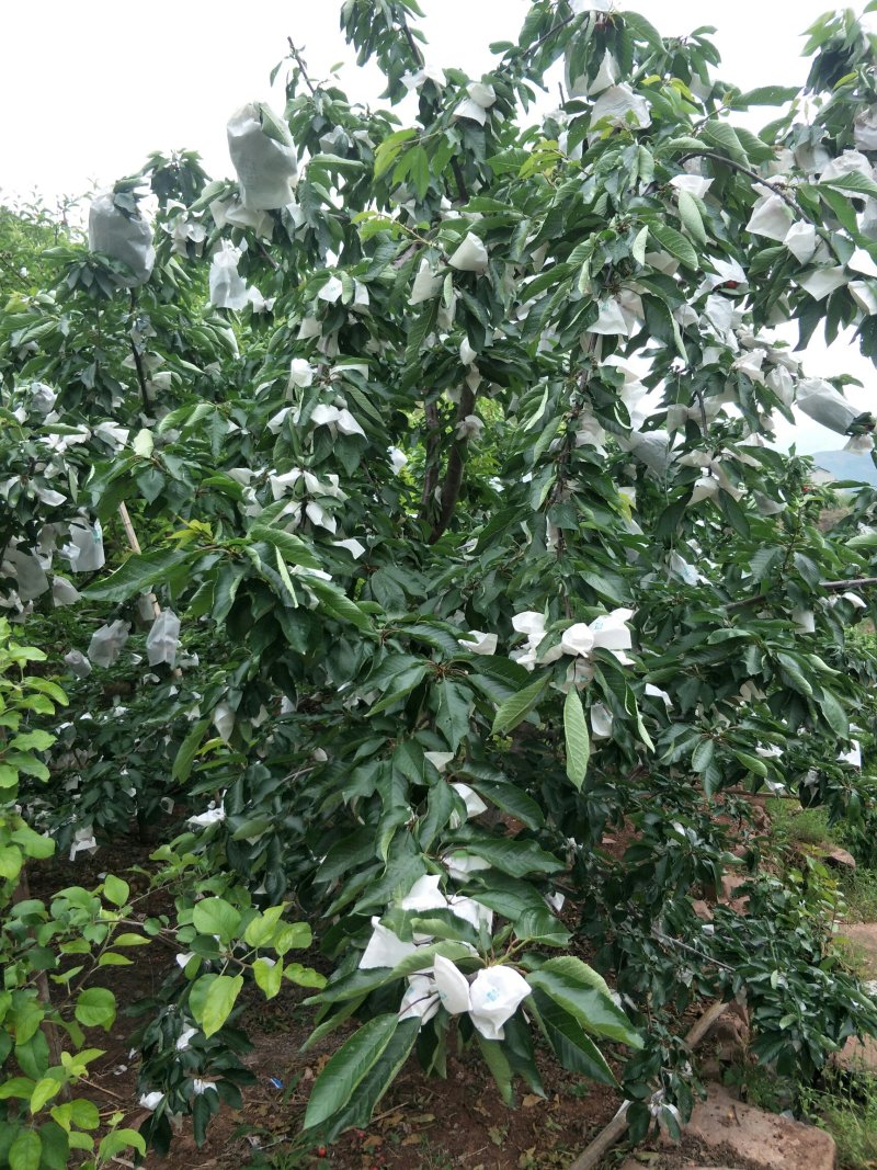 樱桃苗玛瑙红、黑珍珠樱桃苗，根系发达成活率高。