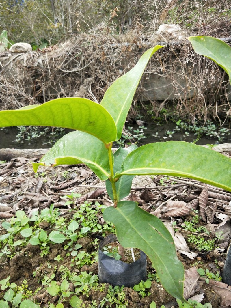 黑糖芭比莲雾苗批发价