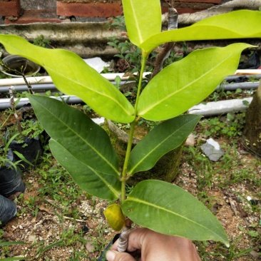 黑糖芭比莲雾苗批发价