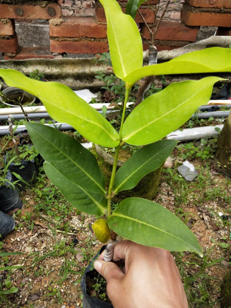 黑糖芭比莲雾苗批发价