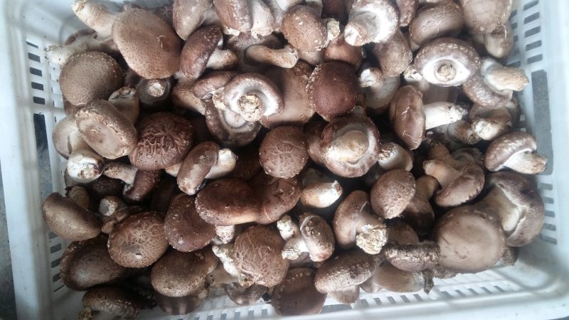 鲜香菇大量上市，欢迎大客户前来订购