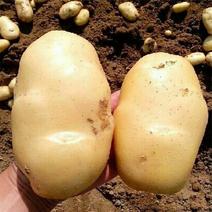 山东荷兰土豆荷兰十五土豆大量上市货源充足全国发货